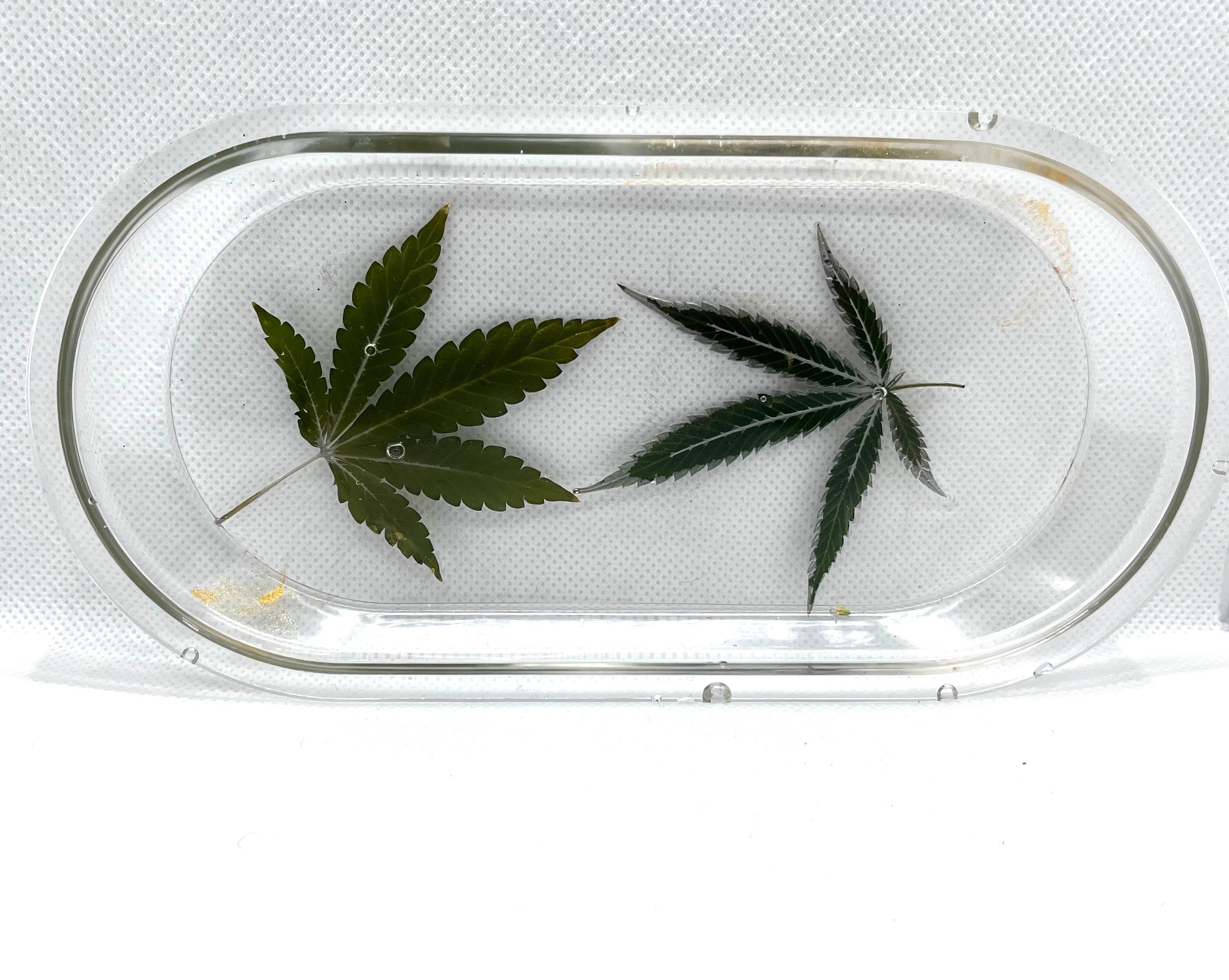 Actual Hemp Leaf | Rolling Tray