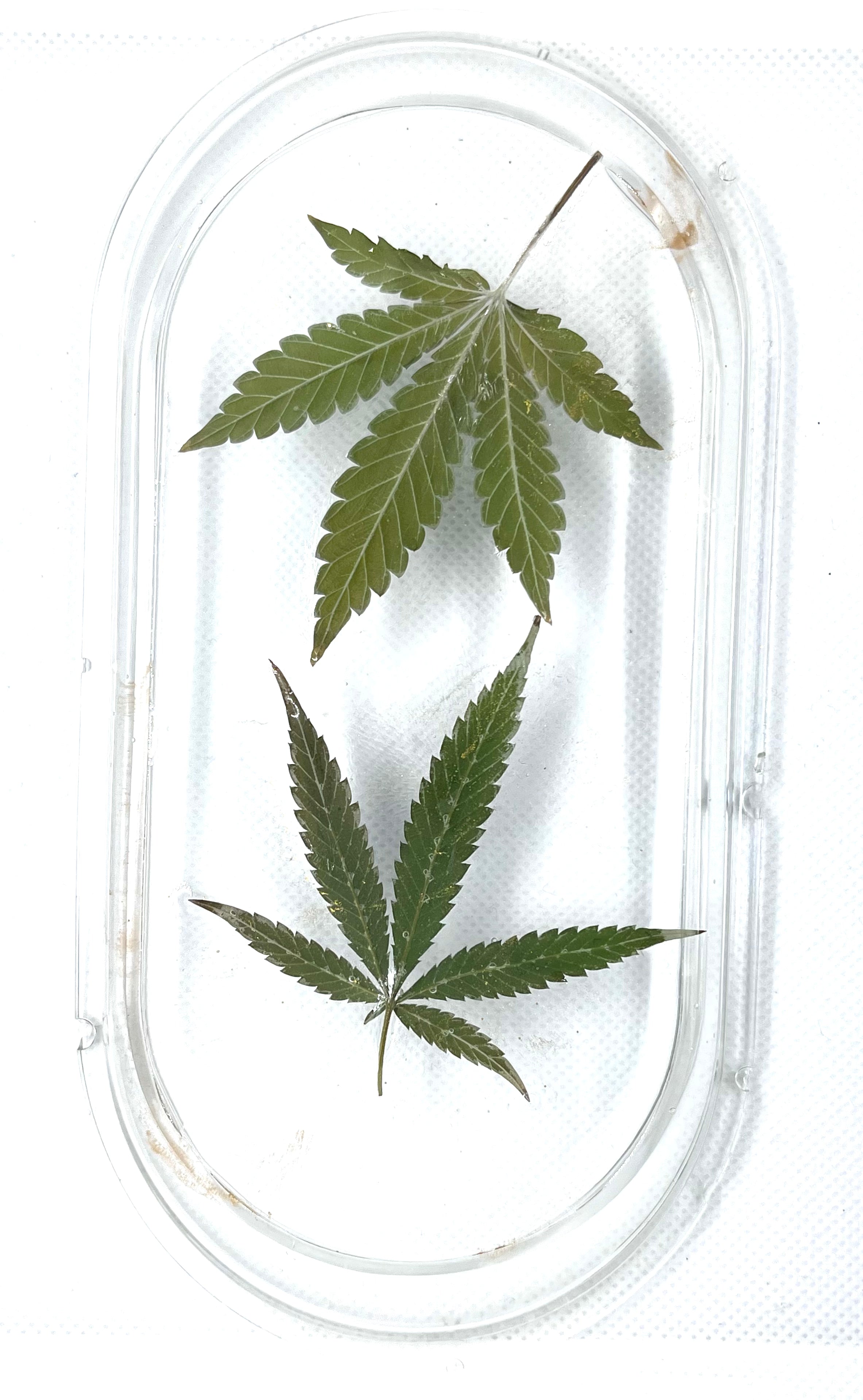 Actual Hemp Leaf | Rolling Tray